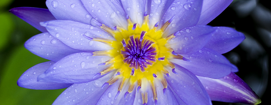 Blue Lotus Blue Lotus