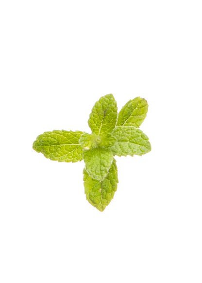Menta